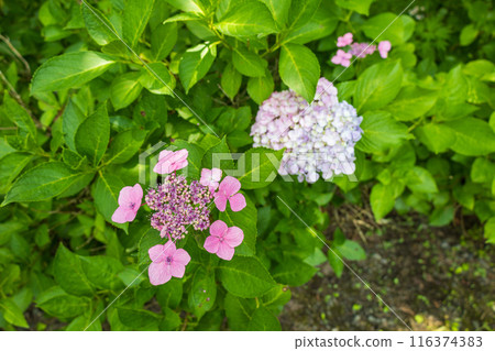Hydrangea blooming in the rainy season Hydrangea blooming in the rainy season 116374383