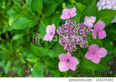 Hydrangea blooming in the rainy season Hydrangea blooming in the rainy season 116374385