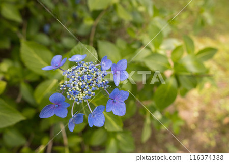Hydrangea blooming in the rainy season Hydrangea blooming in the rainy season 116374388