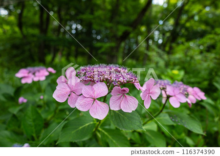 Hydrangea blooming in the rainy season Hydrangea blooming in the rainy season 116374390
