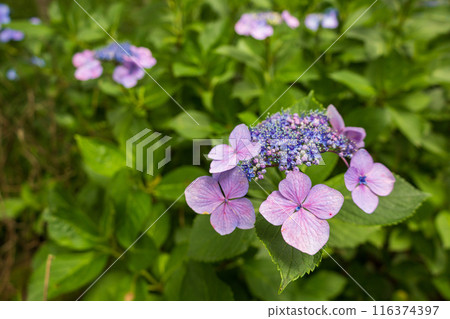 Hydrangea blooming in the rainy season 116374397