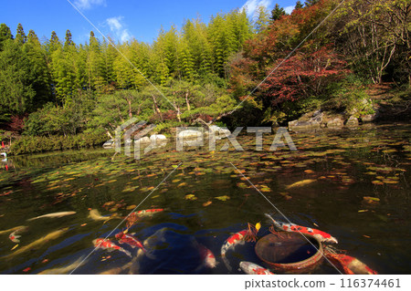 Carp in the pond with autumn leaves at Mihara Sankeien Garden, Hiroshima Prefecture Carp in the pond with autumn leaves at Mihara Sankeien Garden, Hiroshima Prefecture 116374461