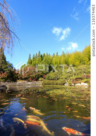 廣島縣三原三溪園秋葉池裡的鯉魚 116374463