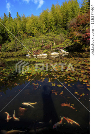 廣島縣三原三溪園秋葉池裡的鯉魚 116374464