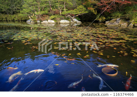 廣島縣三原三溪園秋葉池裡的鯉魚 116374466