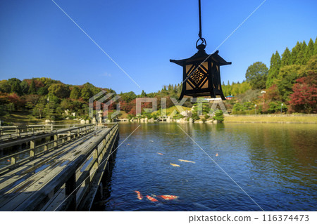 Autumn foliage in the Japanese garden at Mihara Sankeien in Hiroshima Prefecture Autumn foliage in the Japanese garden at Mihara Sankeien in Hiroshima Prefecture 116374473