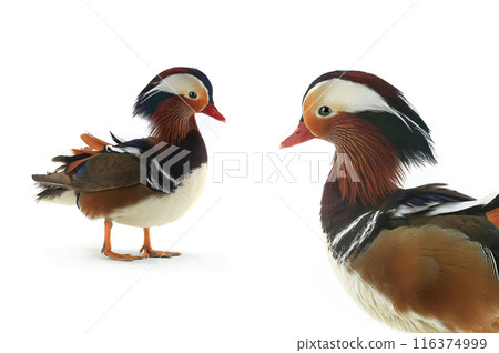 male mandarin duck isolated on white background. 116374999
