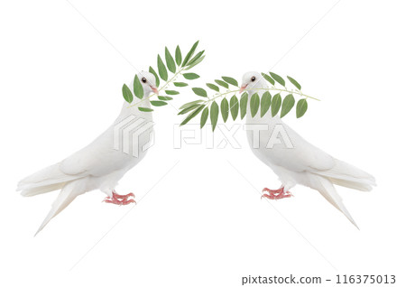 white doves with olive branch isolated on white 116375013