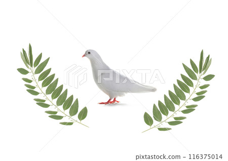 white dove and olive branch isolated on white white dove and olive branch isolated on white 116375014