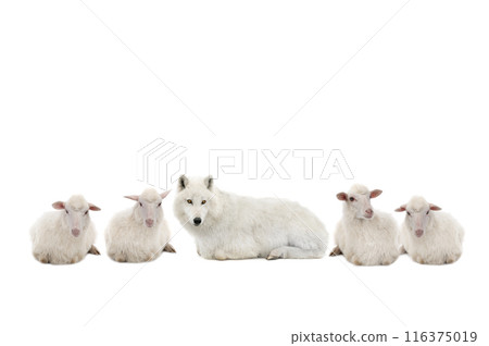 wolf in sheep's clothing with sheep isolated on white background wolf in sheep's clothing with sheep isolated on white background 116375019