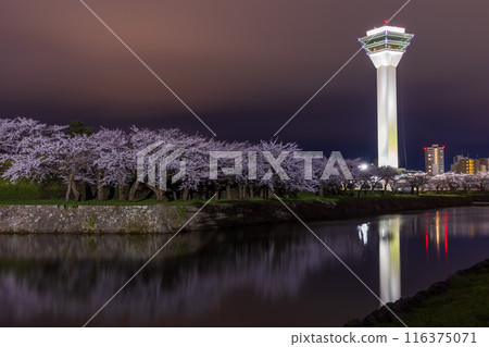 北海道函館市的春天，五稜郭公園盛開，夜晚的櫻花燈火通明 116375071