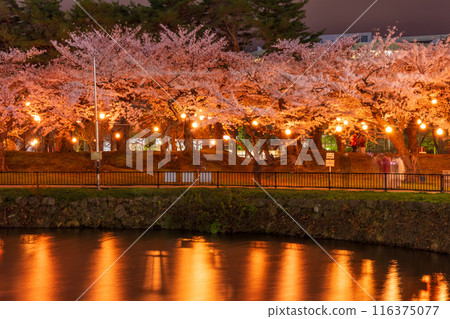 北海道函館市的春天，五稜郭公園盛開，夜晚的櫻花燈火通明 116375077