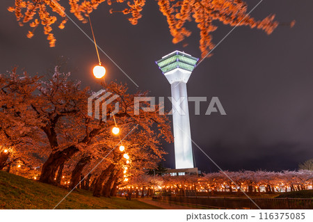 Spring in Hakodate, Hokkaido: Cherry blossoms in full bloom at Goryokaku Park, illuminated at night 116375085