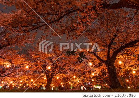 Spring in Hakodate, Hokkaido: Cherry blossoms in full bloom at Goryokaku Park, illuminated at night 116375086