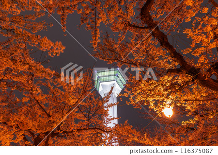北海道函館市的春天，五稜郭公園盛開，夜晚的櫻花燈火通明 116375087