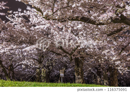 北海道函館市的春天，五稜郭公園盛開，夜晚的櫻花燈火通明 116375091