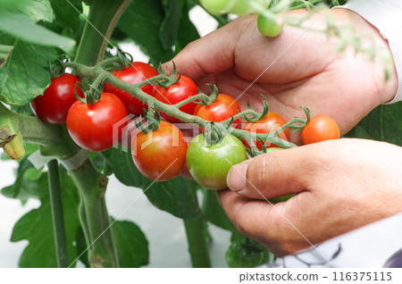 Delicious red cherry tomatoes 116375115