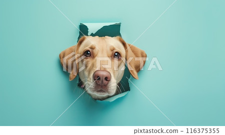 Cute dog peeks through the hole in the paper wall. 116375355