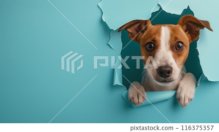 Cute dog peeks through the hole in the paper wall. 116375357