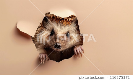 Cute hedgehog peeks through the hole in the paper wall. 116375371