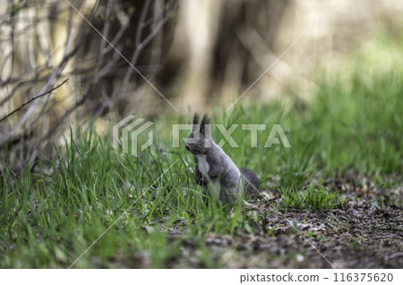 Hokkaido squirrels playing among the fresh greenery 116375620