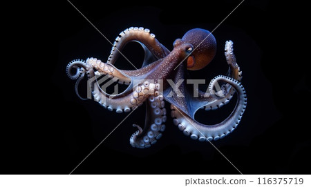 Blue ctopus isolated on black background. Blue ctopus isolated on black background. 116375719