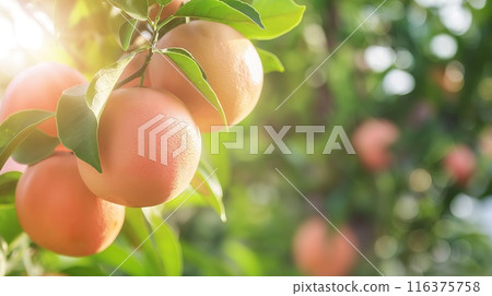Ripe juicy grapefruit. Fruit tree on a sunny day 116375758