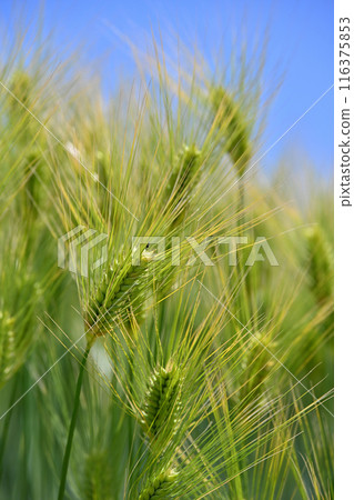 Green barley is green barley before the ears appear. 116375853
