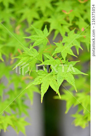 The green maple leaves are a seasonal sight in early summer, as the ears of green wheat emerge.The green maple leaves are a seasonal sight in early summer, as the cherry blossoms of spring take over the baton. The green maple leaves are a seasonal sight in early summer, as the ears of green wheat emerge.The green maple leaves are a seasonal sight in early summer, as the cherry blossoms of spring take over the baton. 116375854