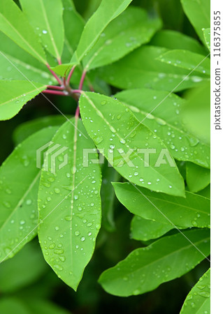 Black letters after the rain 116375855