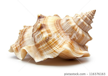 Beautiful seashell isolated on white background 116376163