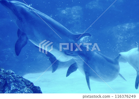 Dolphins swimming together at the aquarium 116376249