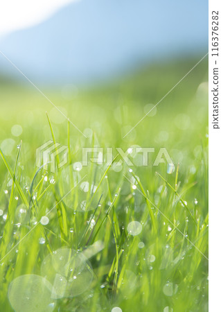 在晨露中閃耀 116376282