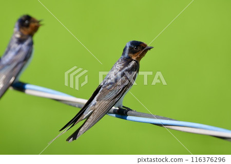 燕子/燕子日本 116376296