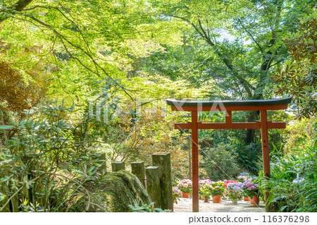奈良縣飛鳥村岡寺的繡球花和鳥居 116376298