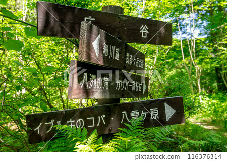The highest peak of the Hira mountain range, Mt. Takenagatake mountain trail (Kitahira, Otsu City, Shiga Prefecture) *Please indicate the location of the photo in the comments section. The highest peak of the Hira mountain range, Mt. Takenagatake mountain trail (Kitahira, Otsu City, Shiga Prefecture) *Please indicate the location of the photo in the comments section. 116376314