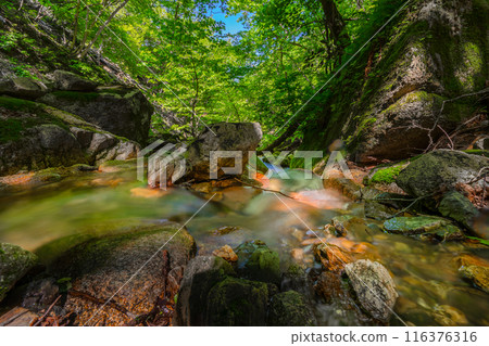 The highest peak of the Hira mountain range, Mt. Takenagatake mountain trail (Kitahira, Otsu City, Shiga Prefecture) *Please indicate the location of the photo in the comments section. 116376316