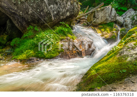 The highest peak of the Hira mountain range, Mt. Takenagatake mountain trail (Kitahira, Otsu City, Shiga Prefecture) *Please indicate the location of the photo in the comments section. 116376318