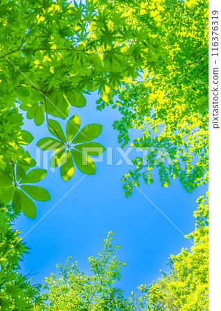 Looking up at the sky from the Mt. Takenagatake hiking trail, the highest peak of the Hira mountain range (Kitahira, Otsu City, Shiga Prefecture) *Please enter the shooting location in the work comment section 116376319