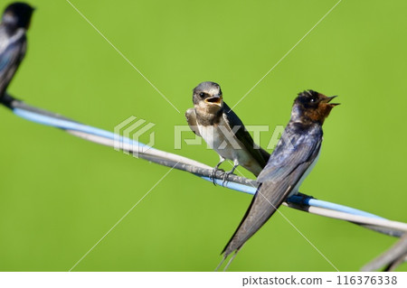 吞下燕子 116376338