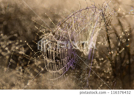 Close-up of a dew-drenched field and spider web Close-up of a dew-drenched field and spider web 116376432