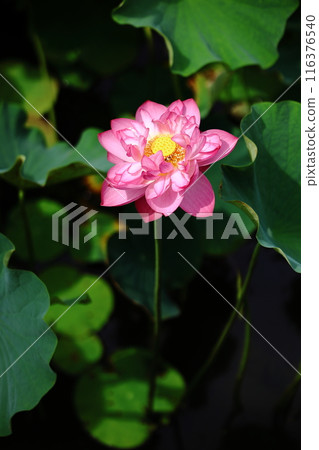 蓮花 7 116376540