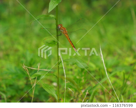A dragonfly resting on the stem of an anemone 116376599