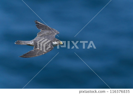 成年遊隼以日本海為背景平靜地飛翔 成年遊隼以日本海為背景平靜地飛翔 116376835