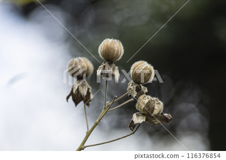 Withering Furong 116376854