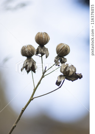 Withering Furong Withering Furong 116376855