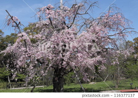 Sakura / Midorigaoka Park 116377137