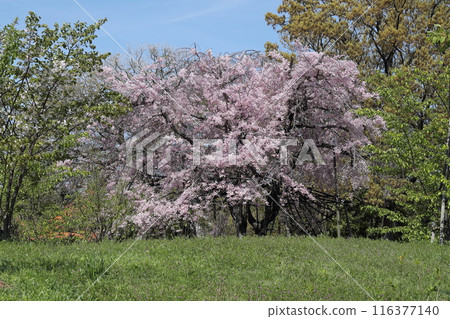 Sakura / Midorigaoka Park 116377140