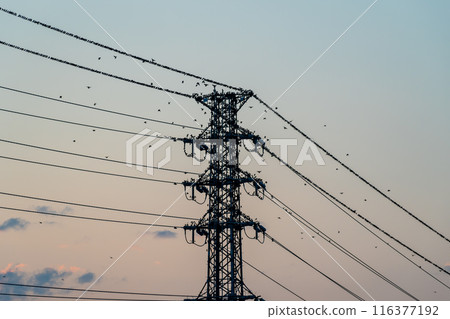 夏日傍晚，一大群八哥聚集在 A-1 電塔上 116377192