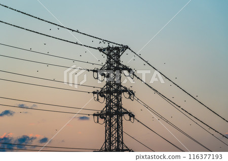 夏日黃昏，大群八哥聚集在輸電塔上 A-2 高飽和度 116377193